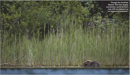  ??  ?? Though the Scottish Beaver Trial was largely successful, some farmers may still see beavers as “an expensive nuisance”.