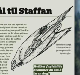  ?? ?? Vandrefalk­en står på Staffans liste over fugler han gjerne vil fotografer­e igjen.