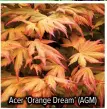  ?? ?? Acer ‘Orange Dream’ (AGM)