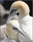  ??  ?? Gannets on the Saltee Islands.