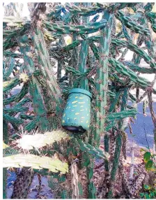  ??  ?? A geocache hidden in a cactus and painted to camouflage it.