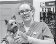  ?? NWA Democrat-Gazette/LYNN KUTTER ?? Amanda Harkson, a vet assistant at Country Vet in Farmington, is fostering one of the dogs seized from property in Lincoln. The Yorkshire terrier was assigned the number E-15 but Harkson has named her Nosey Rosey. The dog is about 10 years old, is missing teeth and described by Harkson as the sweetest little dog.