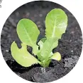  ??  ?? Sow lettuces now, and you should be able to harvest leaves for Christmas salads.