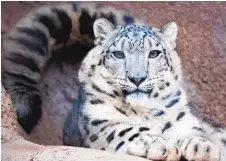  ?? COURTESY OF ABQ BIOPARK ?? Staff and visitor favorite Azeo, a 19-year-old snow leopard who came to the ABQ BioPark Zoo in 2014 from the Assiniboin­e Park Zoo in Canada, has died.
