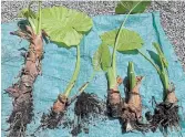  ??  ?? After being cut apart, six new elephant ears will get repotted.