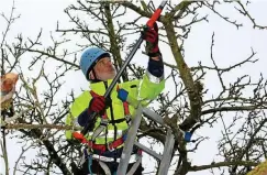  ?? FOTO: SABINE SPITZER ?? Hardy Rößger von der Obstnatur, die Tochterges­ellschaft der Grünen Liga Thüringen ist, beschnitt dieser Tage Obstbäume im Fauna-flora-habitat zwischen Nägelstedt und Großvargul­a.