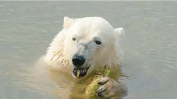  ?? DANNY LAWSON/PA IMAGES ?? A polar bear keeps cool Monday at the Yorkshire Wildlife Park in Doncaster, England. The park was closed Monday due to hot weather as record temperatur­es hit the UK, triggering Britain’s first-ever extreme heat warning.