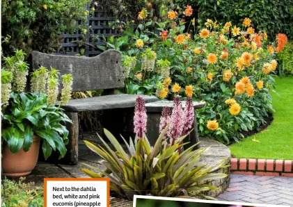  ??  ?? Next to the dahlia bed, white and pink eucomis (pineapple flowers) look great from late summer