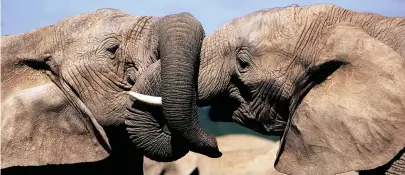  ??  ?? TRUNK CALL: Pay a visit to the friendly elephants at Addo Elephant National Park