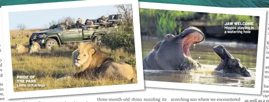  ??  ?? PRIDE OF
THE PARK Lions in Kariega JAW WELCOME Hippos playing in a watering hole