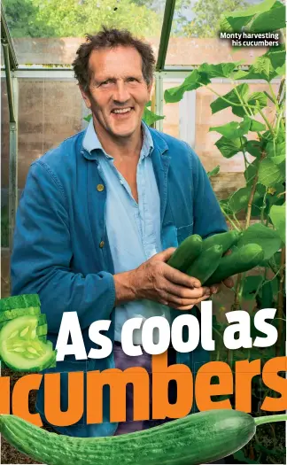 ??  ?? Monty harvesting his cucumbers