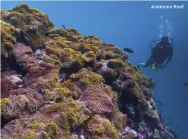  ??  ?? Anemone Reef