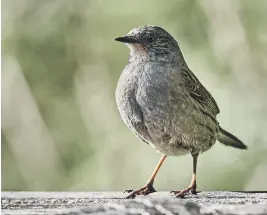  ?? ?? Dunnock ©Matthew Caig Sussex Wildlife Trust