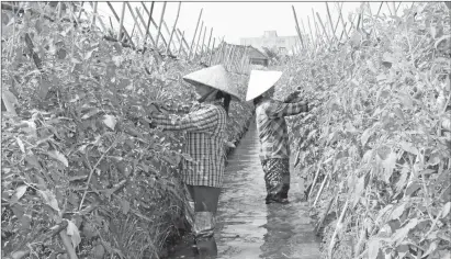  ?? ?? Mô hình sản xuất rau an toàn theo định hướng hữu cơ xã Nghĩa Hồng, huyện Nghĩa Hưng.