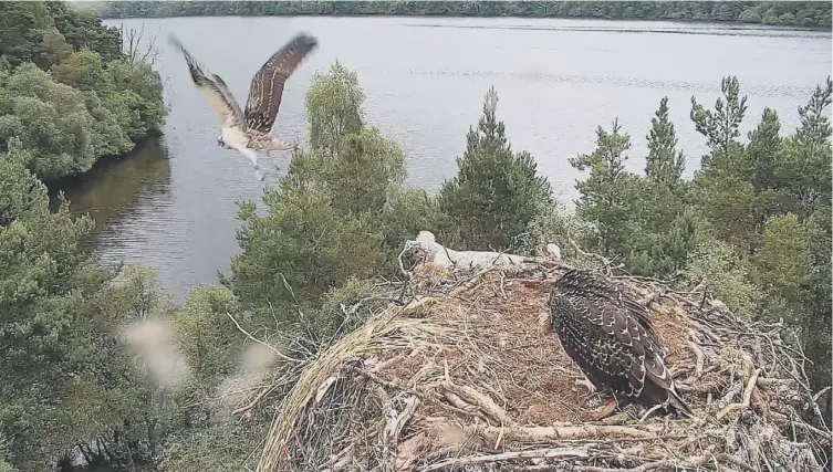  ??  ?? 0 Blue, an osprey chick born this year at the Scottish Wildlife Trust’s Loch of the Lowes reserve in Perthshire, takes to the air for the first time