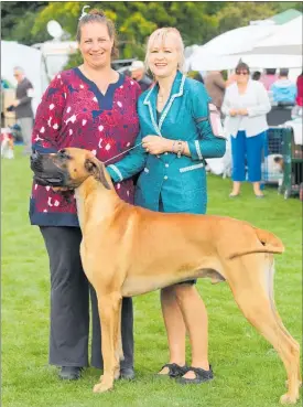  ??  ?? STORM was the Champion Hound in 2017 and is owned by Elza Maulder of Norsewood and shown in the ring by Louise Horrodes of Waipukurau.