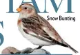  ??  ?? Snow Bunting