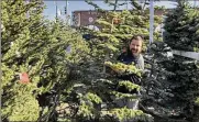  ?? TERRY CHEA/ASSOCIATED PRESS ?? Chris Courchaine buys a tree at Crystal River Christmas Trees in Alameda, Calif. Extreme weather and supply chain disruption­s have reduced supplies of both real and artificial trees this season.