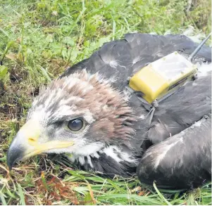  ??  ?? Disappeara­nce The young golden eagle with its tag. Provided by RSPB Scotland