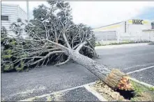  ??  ?? Un arbre arraché par la tempête de 2009.