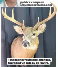  ??  ?? Tête de chevreuil semi-allongée, tournée d’un côté ou de l’autre.