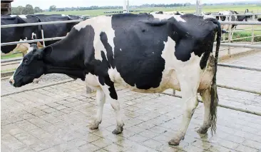  ??  ?? “Avonlea Reginald Fan” won highest pointed cow in competitio­n at the Holstein Australia On Farm Challenge for West Gippsland for John and Cherie Gardiner of Cardinia.