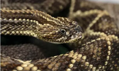  ?? Photograph: Yuri Cortéz/AFP/Getty Images ?? A venomous rattlesnak­e. The eastern diamondbac­k rattlesnak­e has been described as the largest venomous snake in North America.