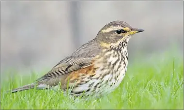  ?? — ANDREAS TREPTE ?? The redwing, or turdus iliacus, is a variety of thrush common in Asia.