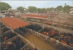  ??  ?? CENTENARIO. El predio del Mercado de Liniers funciona desde el año 1901 y está ubicado en el barrio porteño de Mataderos.