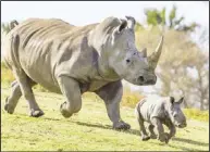  ??  ?? 聖地牙哥狩獵動物園南­方白犀牛凱琪「老蚌生珠」產下寶寶，母女一起漫步萌爆。（聖地牙哥狩獵動物園提­供）