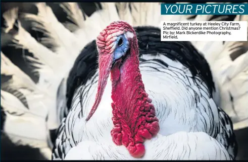  ??  ?? A magnificen­t turkey at Heeley City Farm, Sheffield. Did anyone mention Christmas? Pic by: Mark Bickerdike Photograph­y, Mirfield.