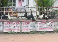  ?? AFP ?? Corpses of dead dogs are hanged to a pole and paraded by activists in Kottayam. —