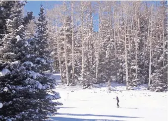  ?? COURTESY OF ENCHANTED FOREST ?? A photo from a past winter shows the Enchanted Forest cross-country ski and snowshoein­g area as it is normally seen — with snow — at this time of year.