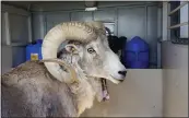  ?? MONTANA FISH WILDLIFE AND PARKS VIA THE ASSOCIATED PRESS ?? A sheep nicknamed Montana Mountain King that was part of an unlawful scheme to create large, hybrid species of wild sheep is for sale to hunting preserves in Texas.