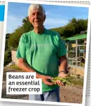  ?? ?? Beans are an essential freezer crop