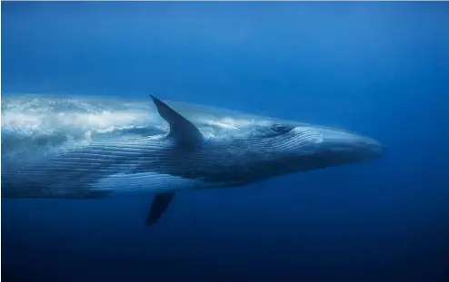  ??  ?? ABOVE: A lucky chance to get this close to a Bryde’s whale, a close relative of the bluewhale. A number were spotted and dived with during this tripIMAGE: Wayne Jones