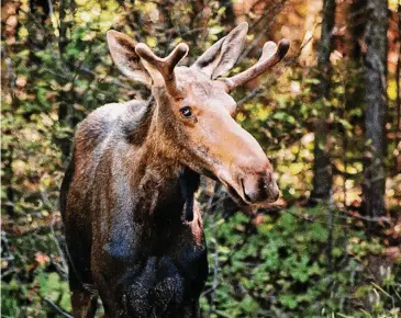  ?? Connecticu­t Department of Energy and Environmen­tal Protection/ ?? A Connecticu­t moose.