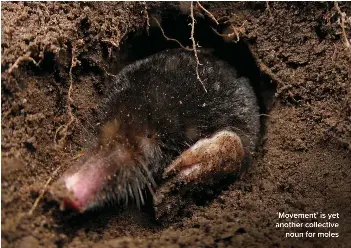 A labour of moles - PressReader