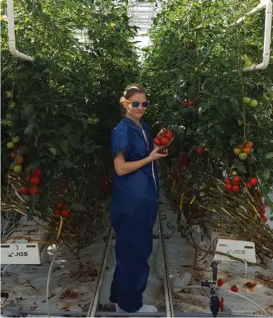  ?? VINELAND PHOTOS ?? Technician Meghan Beattie harvests fruit from the giant tomato plants growing at Vineland Research Station in Niagara.