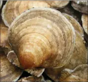  ?? ROBERT F. BUKATY — THE ASSOCIATED PRESS FILE ?? FILE- In this file photo, a scallops are seen on board a fishing boat off the coast of Harpswell, Maine. America’s harvest of scallops is increasing to near-record levels at a time when the shellfish are in high demand.