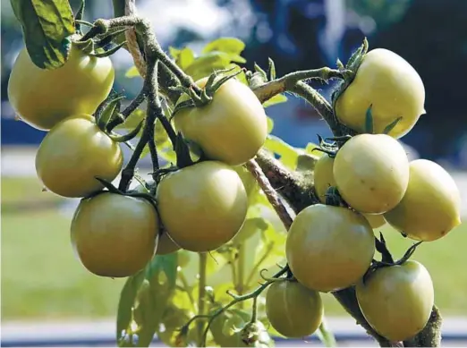  ?? CLÉMENT ALLARD ?? La fertilisat­ion est avant tout essentiell­e pour les légumes, les fleurs annuelles et les plantes en pot.