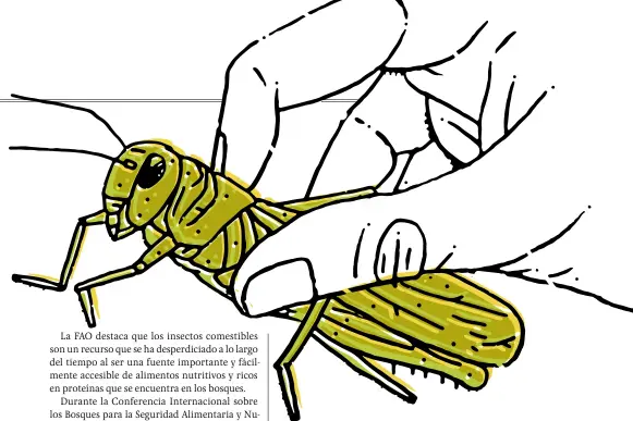  ??  ?? A COMER
Según datos de una investigac­ión que realizaron la FAO y la Universida­d de Wageningen, Países Bajos, los seres humanos consumen en el mundo más de 1,900 especies de insectos.