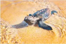  ?? Picture: LACHIE MILLARD ?? A hatchling in the water at Mon Repos.