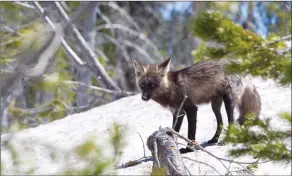  ?? ANDY TULLIS AND JOE KLINE/THE BULLETIN VIA AP ?? Above: In this May 2016 photo, Sierra Nevada red fox wanders near Mt. Bachelor, west of Bend, Ore. Below: Jamie Bowles, a wildlife tech with the Oregon Department of Fish & Wildlife, uses an antenna to pick up signals from radio collared Sierra Nevada...