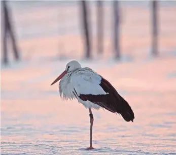  ?? FOTO: DPA/GÄHLER ?? Ein Storch im Schnee: Laut BUND gerät durch den Klimawande­l das Kommen und Gehen mancher Zugvögel durcheinan­der. Manche versuchen schon, in Deutschlan­d zu überwinter­n.