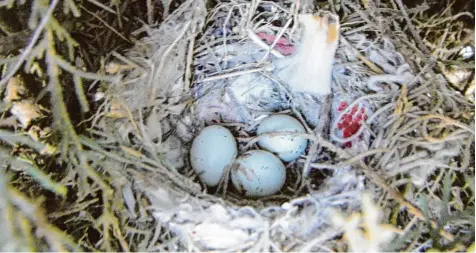  ?? Foto: Imelda Delgadillo, University of Ciudad Juarez, dpa ?? Finken haben in dieses Nest in Mexiko Zigaretten­stummel eingebaut, um sich vor Parasiten – wie etwa Zecken – zu schützen. Noch ist nicht erforscht, inwieweit der Einbau der giftigen Fasern für die Vögel schädlich ist.