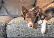  ?? FOTO: AGILA ?? Nicht immer warten Tiere auf dem Sofa friedlich auf die Rückkehr von Herrchen oder Frauchen.