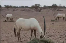  ??  ?? Oryx at the Al Wusta Wildlife Reserve, Oman. Once widespread, oryx are a target for poachers. and increasing­ly rare