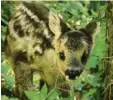  ?? Foto: Ulla Gutmann ?? Landwirte müssen in diesen Tagen bei der Mahd auf Wiesen besonders auf Rehkitze achten.