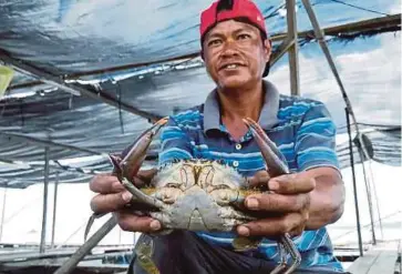  ??  ?? PEKERJA menunjukka­n ketam yang melalui proses penggemuka­n di sangkar Projek Ternakan Ketam Lembut di Kampung Bambangan, Sandakan.